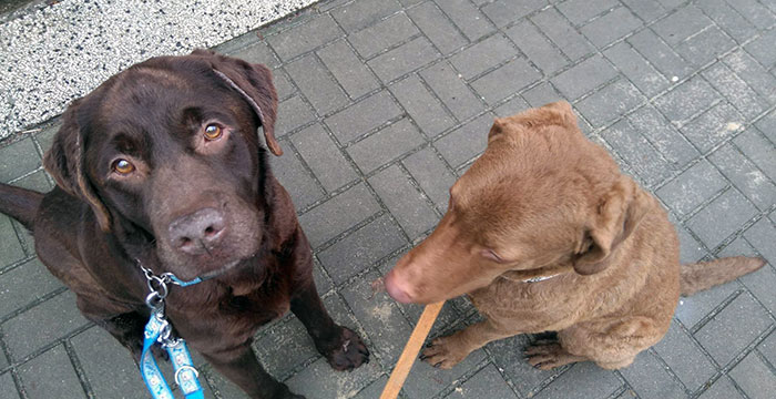 Labrador Atos