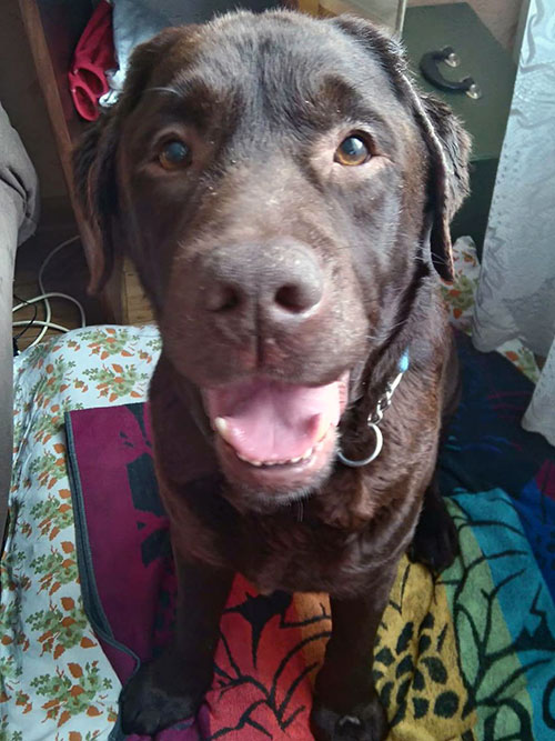 Labrador Atos