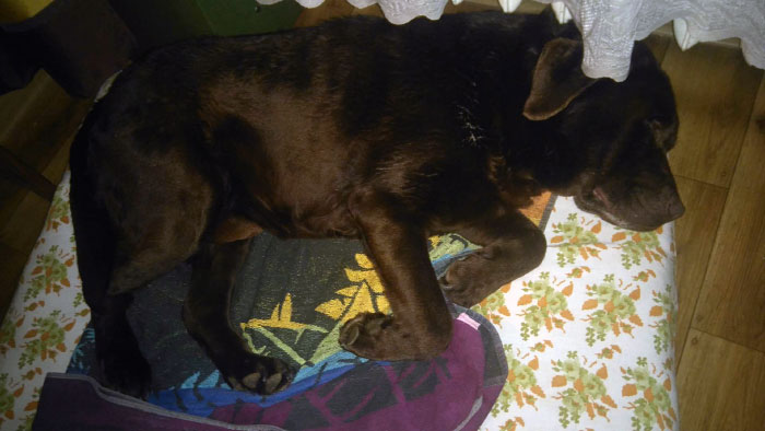 Labrador Atos