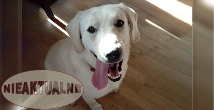 Labrador Baggie