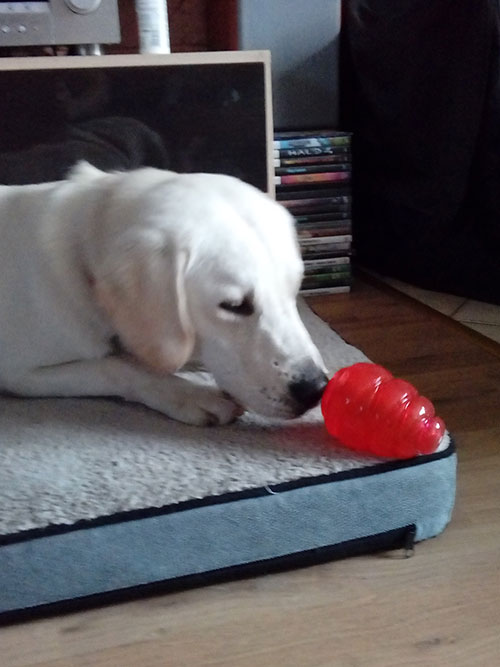 Labrador Baggie