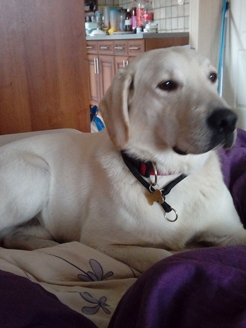 Labrador Baggie