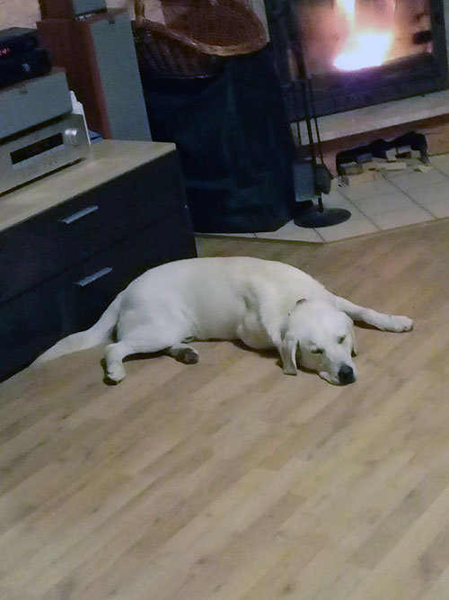 Labrador Baggie