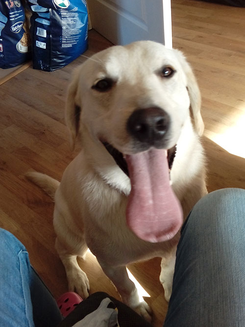 Labrador Baggie