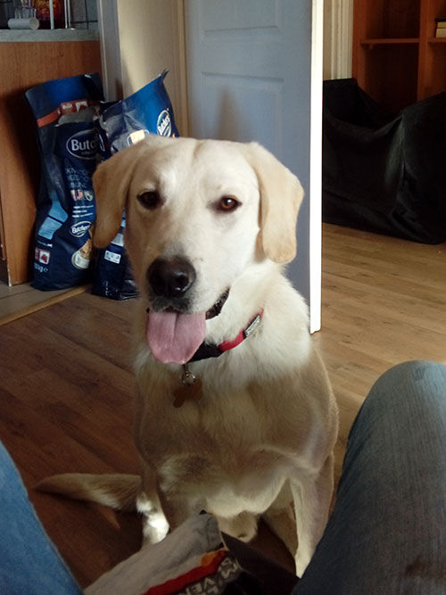 Labrador Baggie