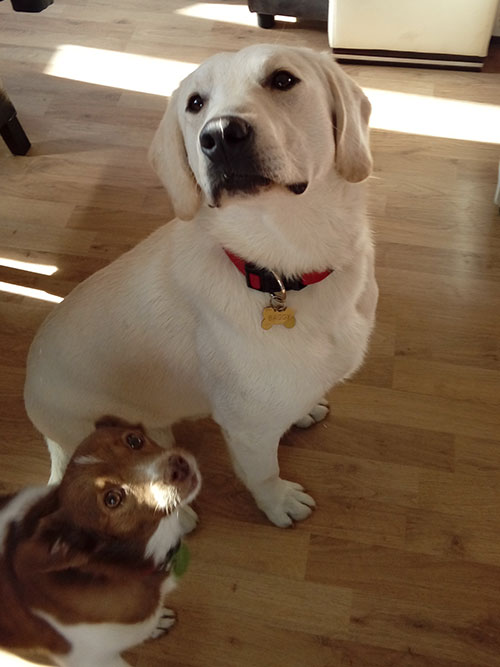 Labrador Baggie