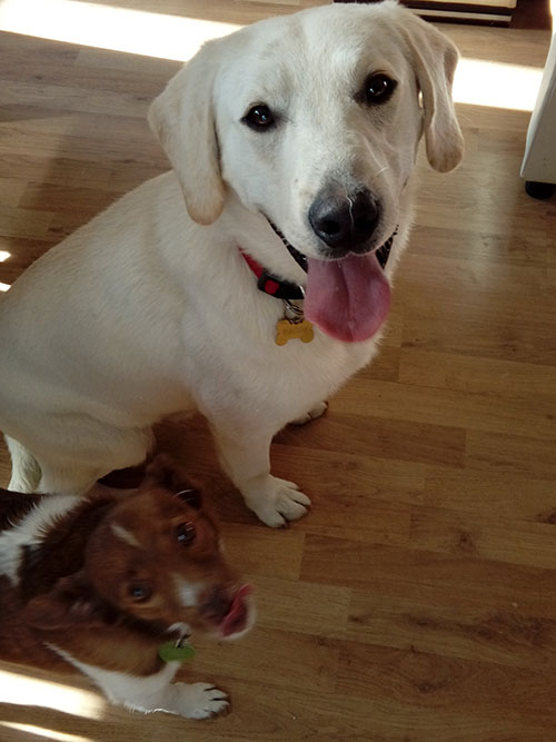 Labrador Baggie