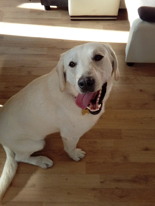 Labrador Baggie