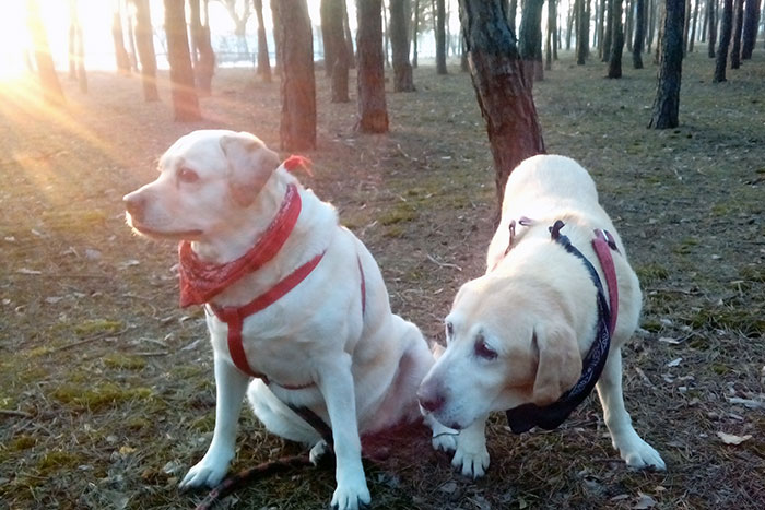 Labradorka Bunia