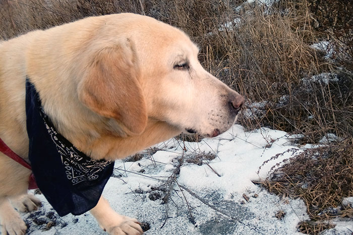 Labradorka Bunia