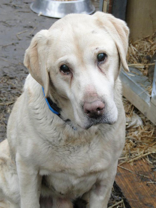 Labrador Alus (Blind)