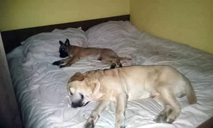 Labrador Alus (Blind)