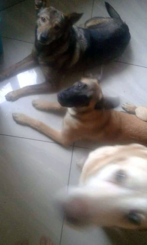 Labrador Alus (Blind)