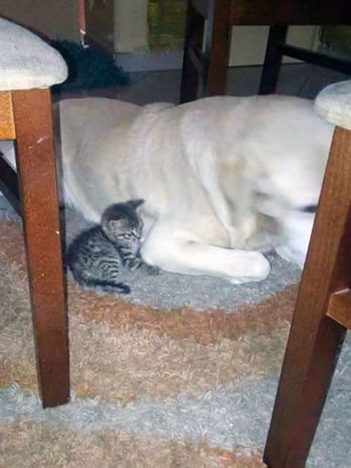 Labrador Alus (Blind)