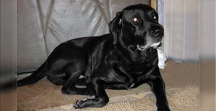 Labrador Charlie