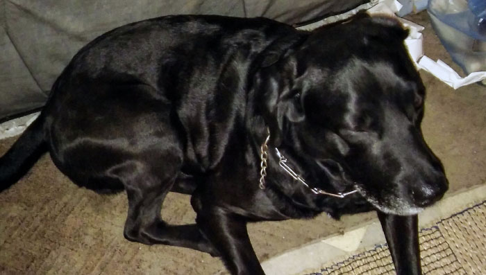 Labrador Charlie