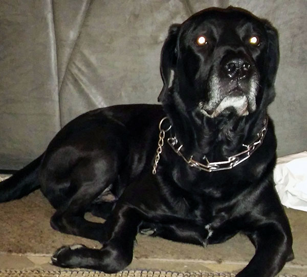 Labrador Charlie