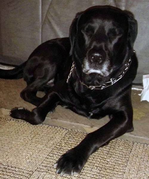 Labrador Charlie