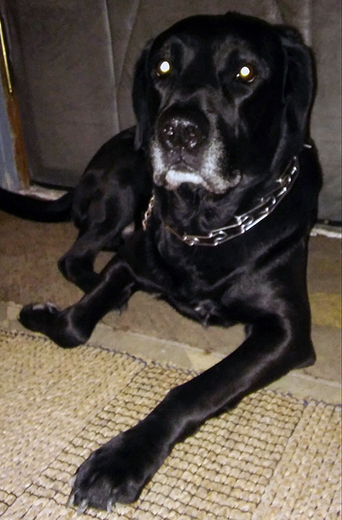 Labrador Charlie