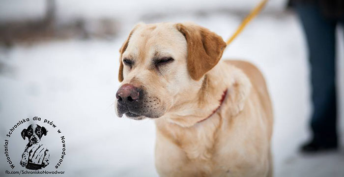 Labrador Szyper