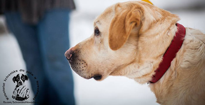 Labrador Szyper