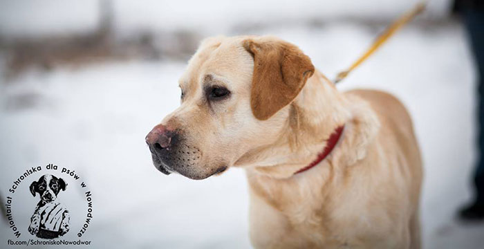 Labrador Szyper