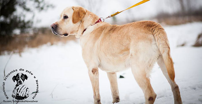 Labrador Szyper