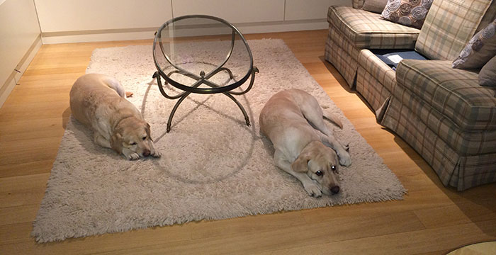 Labradory Mika i Cookie