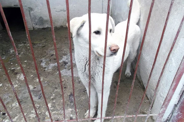 Labrador Edi