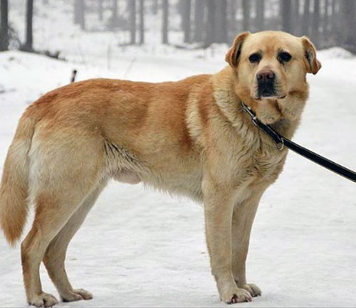 labrador Cookie