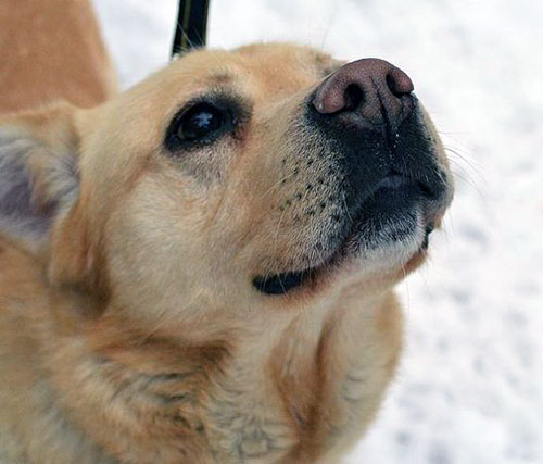labrador Cookie