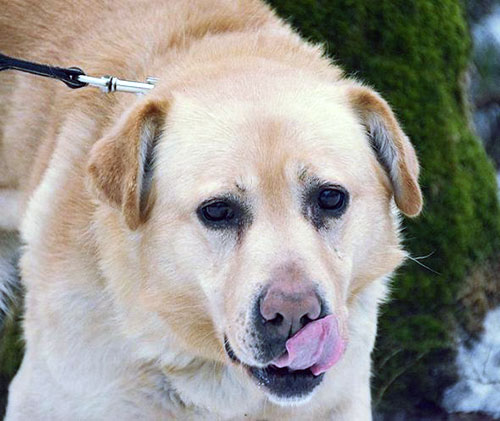 labrador Cookie