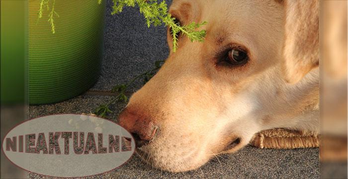 Labrador Edi