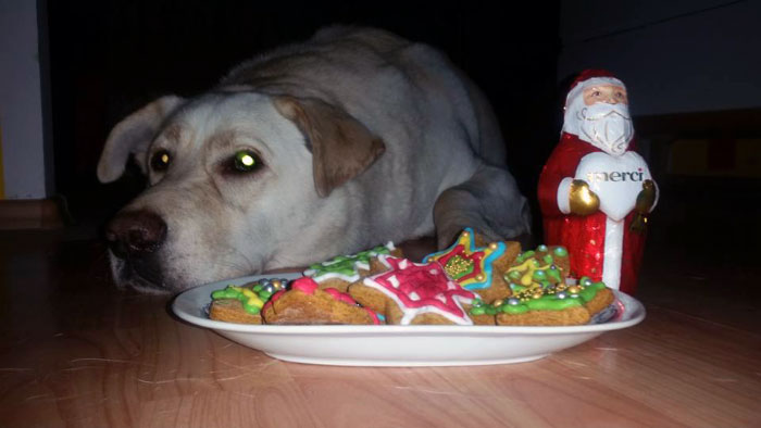 Labrador Edi
