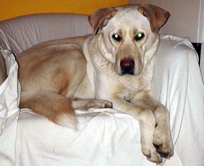 Labrador Edi