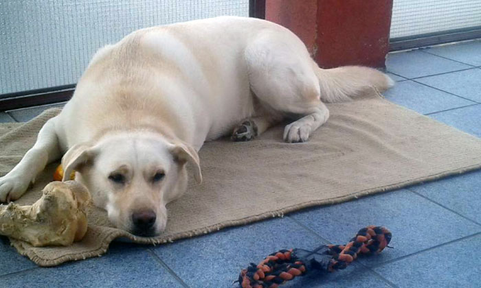 Labrador Edi