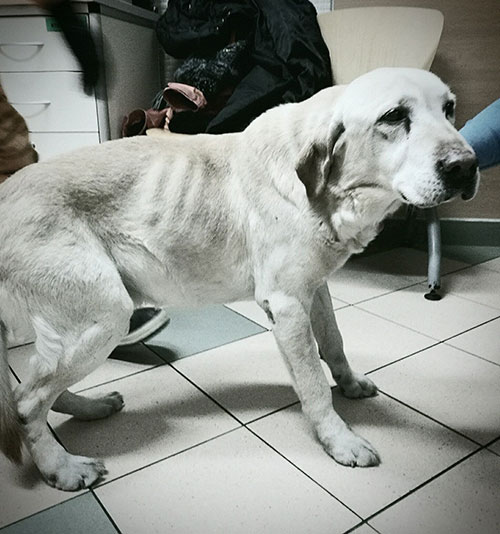 Labrador Fokus