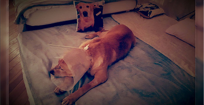Labrador Mieszko