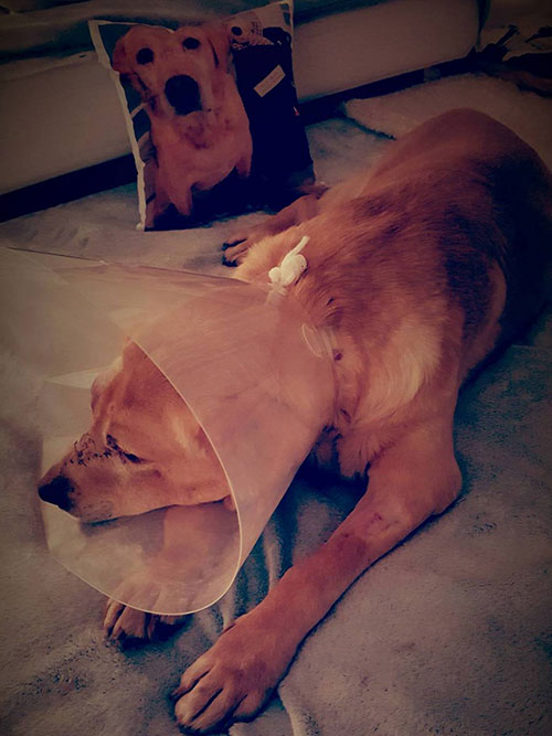 Labrador Mieszko
