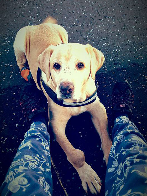 Labrador Mieszko
