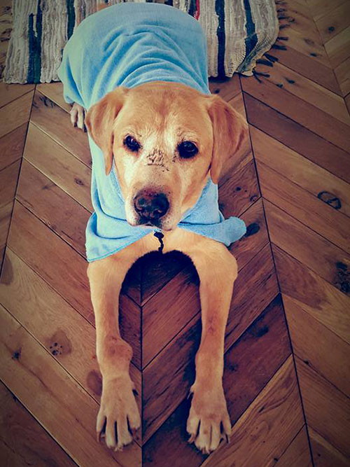 Labrador Mieszko