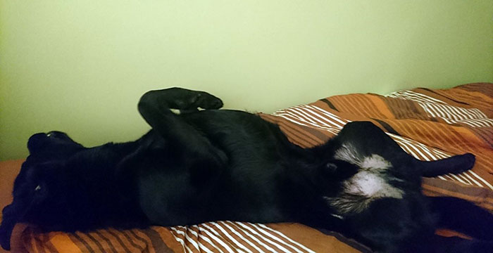 labrador Nobi
