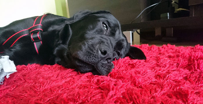 labrador Nobi