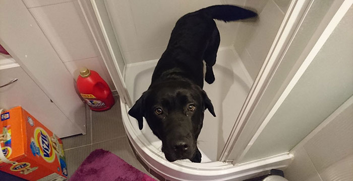 labrador Nobi