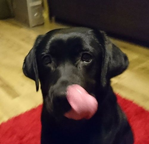 labrador Nobi