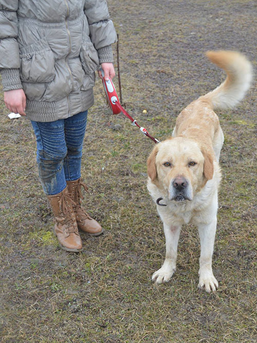 Labrador