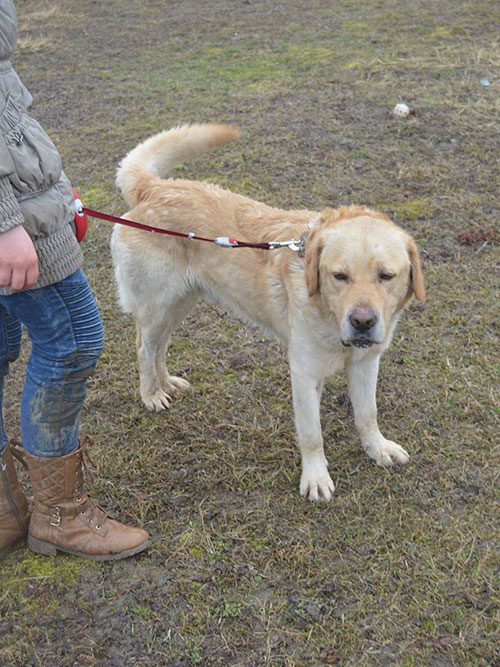 Labrador