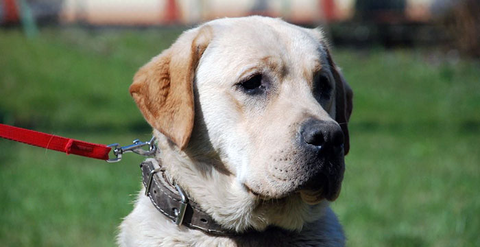 labrador Portos