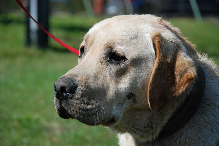 labrador Portos