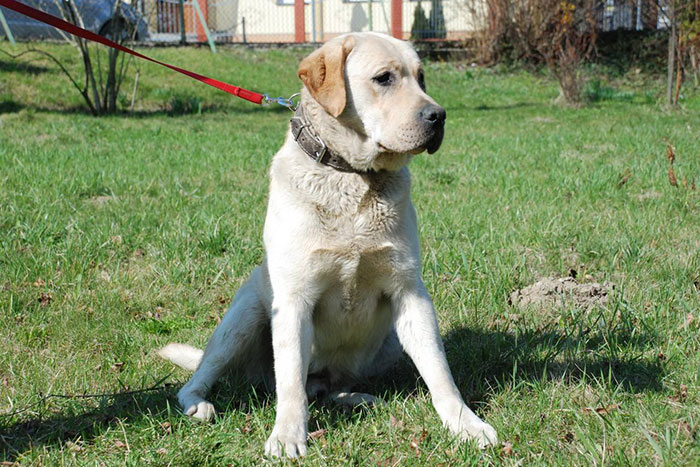 labrador Portos